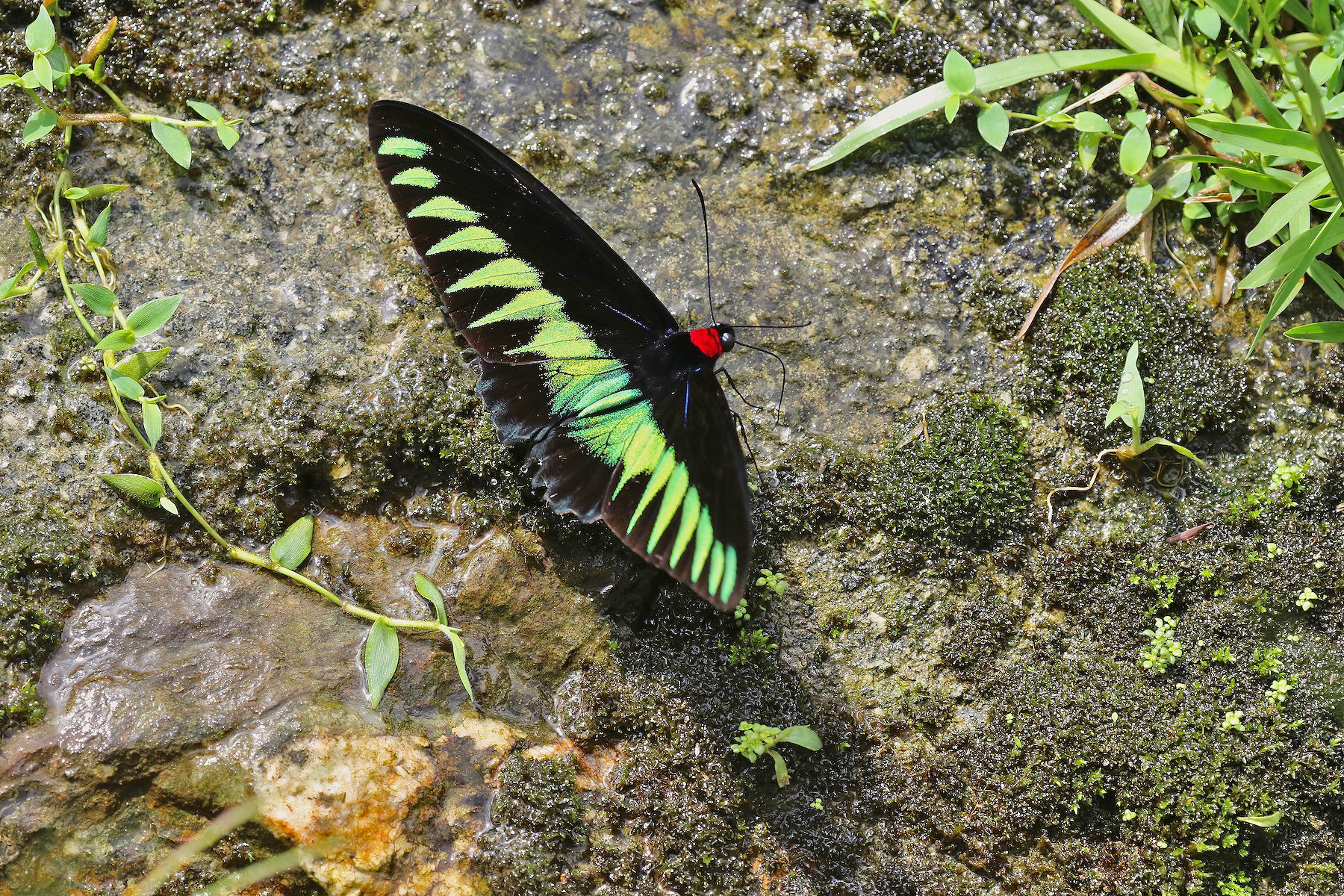 Rajah Brookes Birdwing (image by Craig Robson)