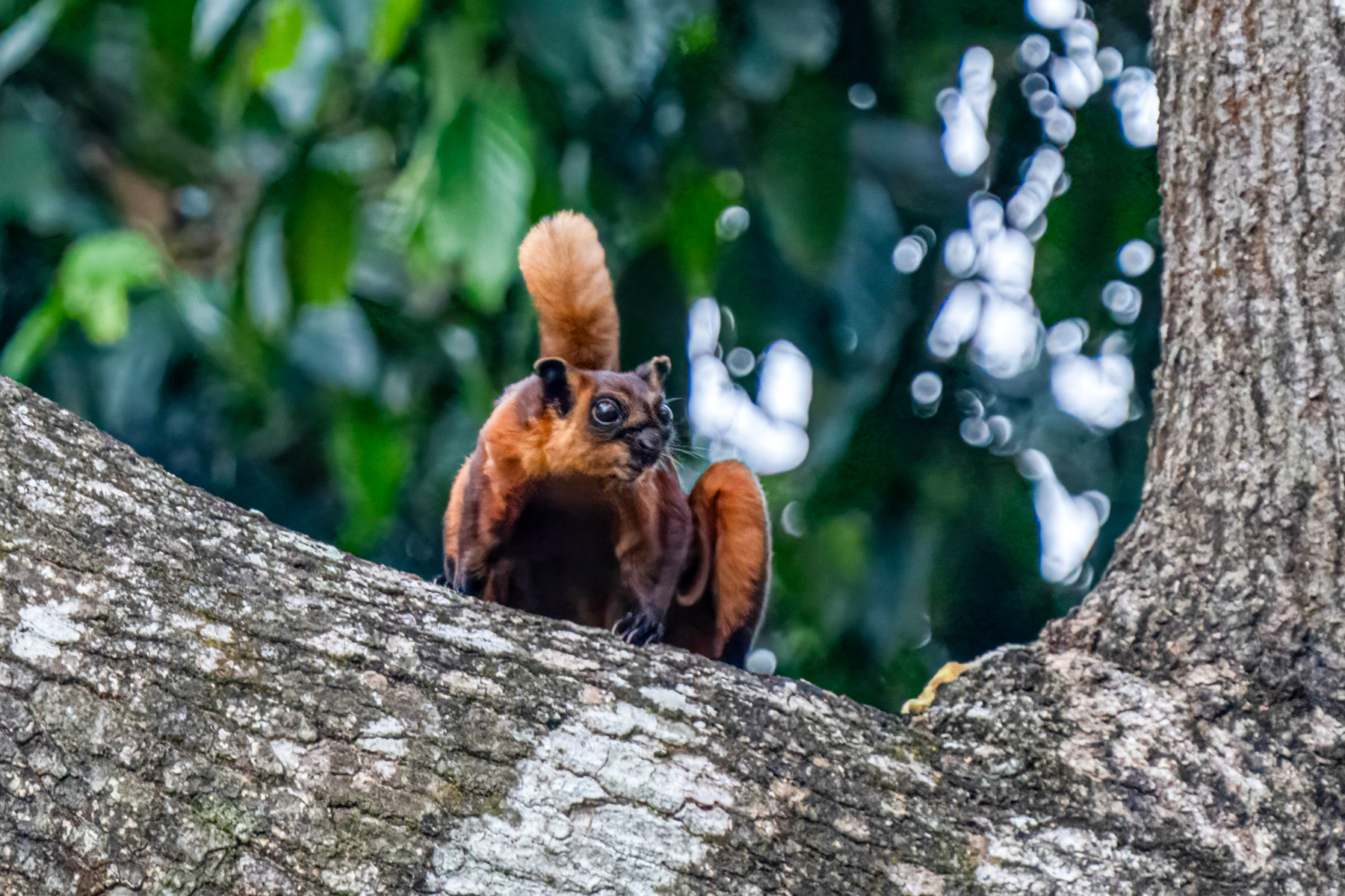 orangutan-photography-tour-indonesia