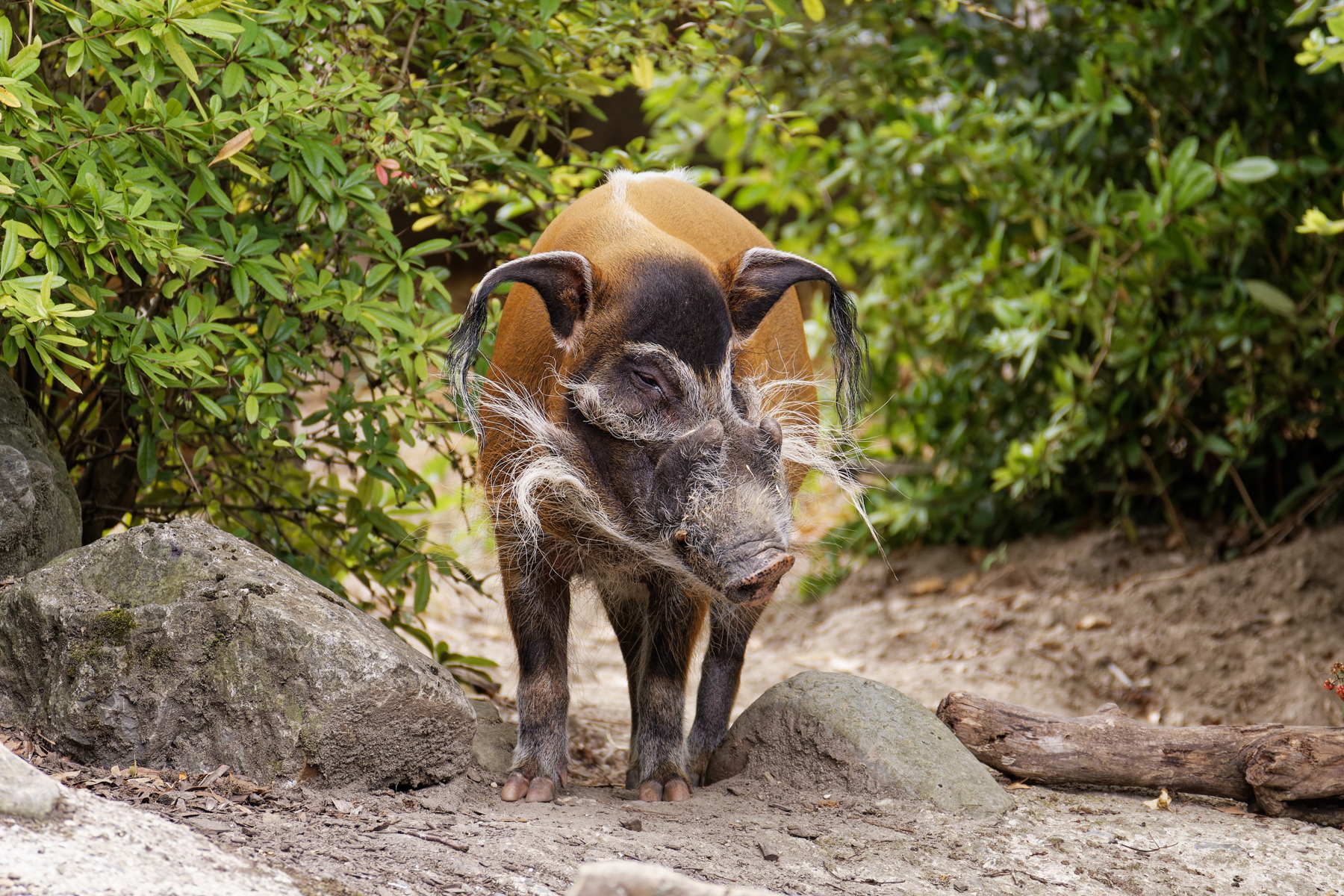 Red River Hog is possibly one of the most beautiful wild pig species on earth