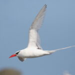 Red-billed Tropicbird (image by János Oláh)