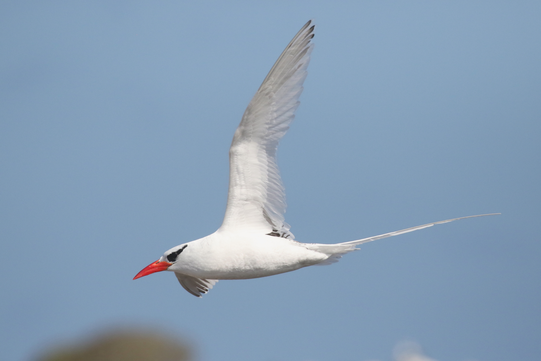 Red-billed Tropicbird (image by János Oláh)