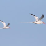 Red-billed Tropicbird (image by János Oláh)