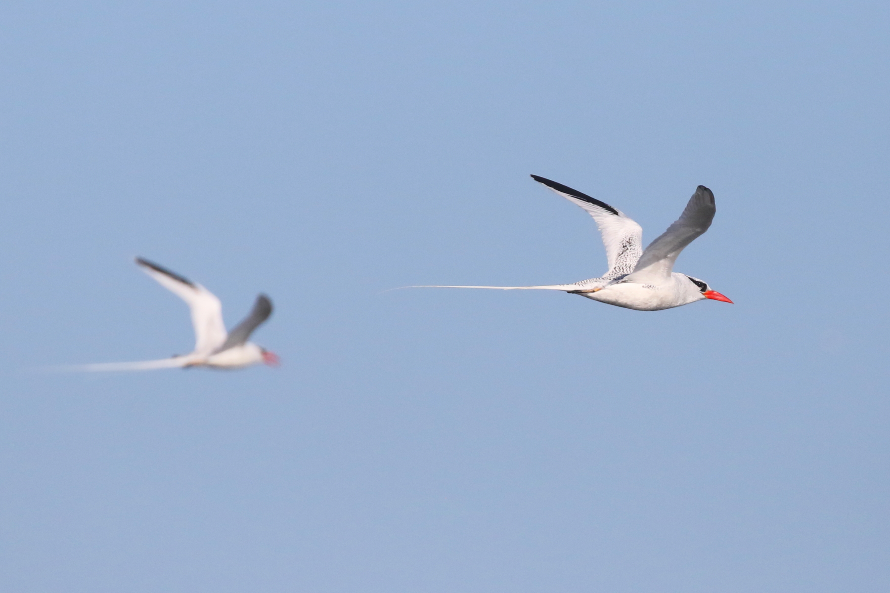 Red-billed Tropicbird (image by János Oláh)
