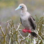 Red-footed Booby (image by János Oláh)