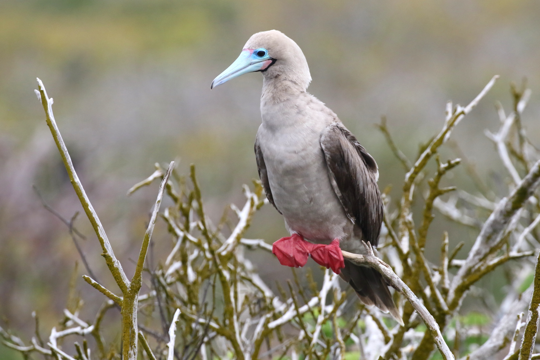 Red-footed Booby (image by János Oláh)