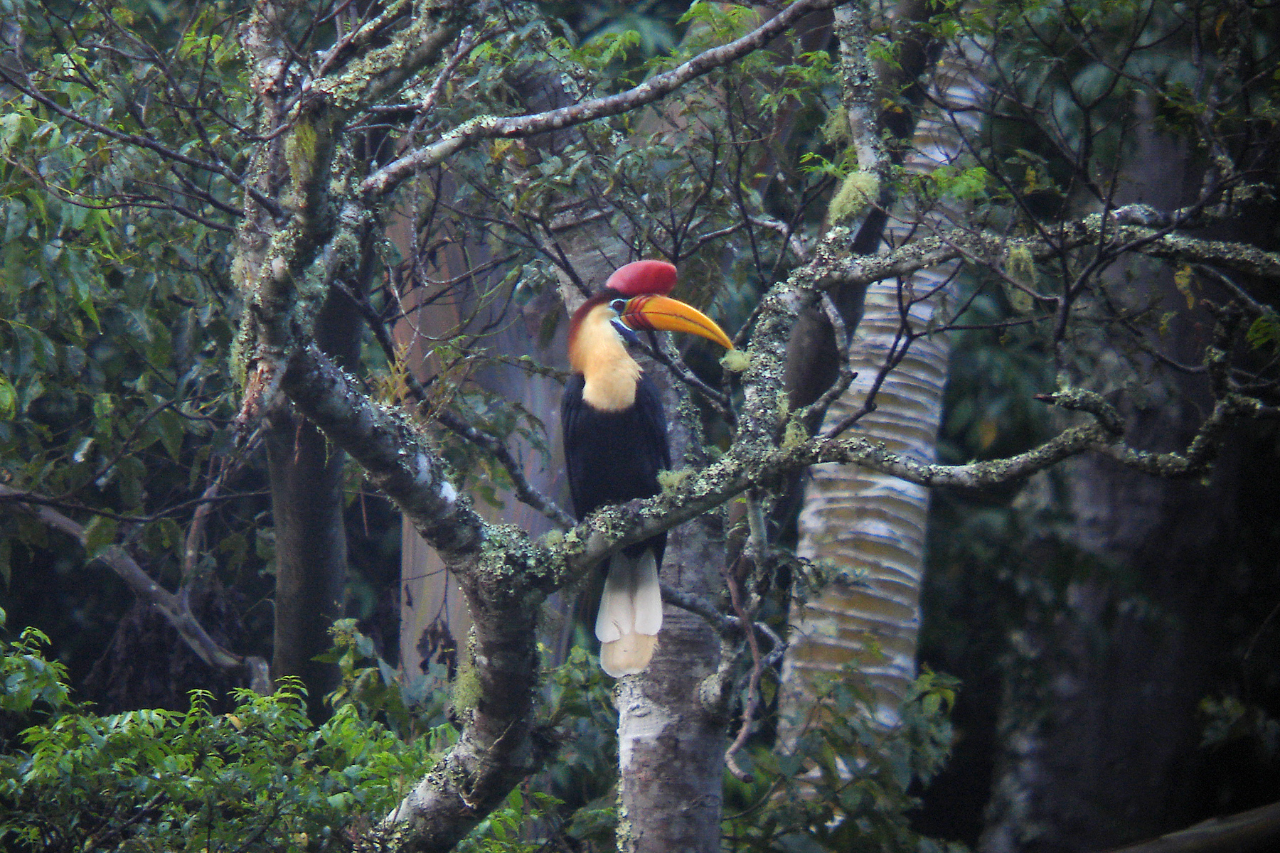 Red-knobbed Hornbill (image by Pete Morris)
