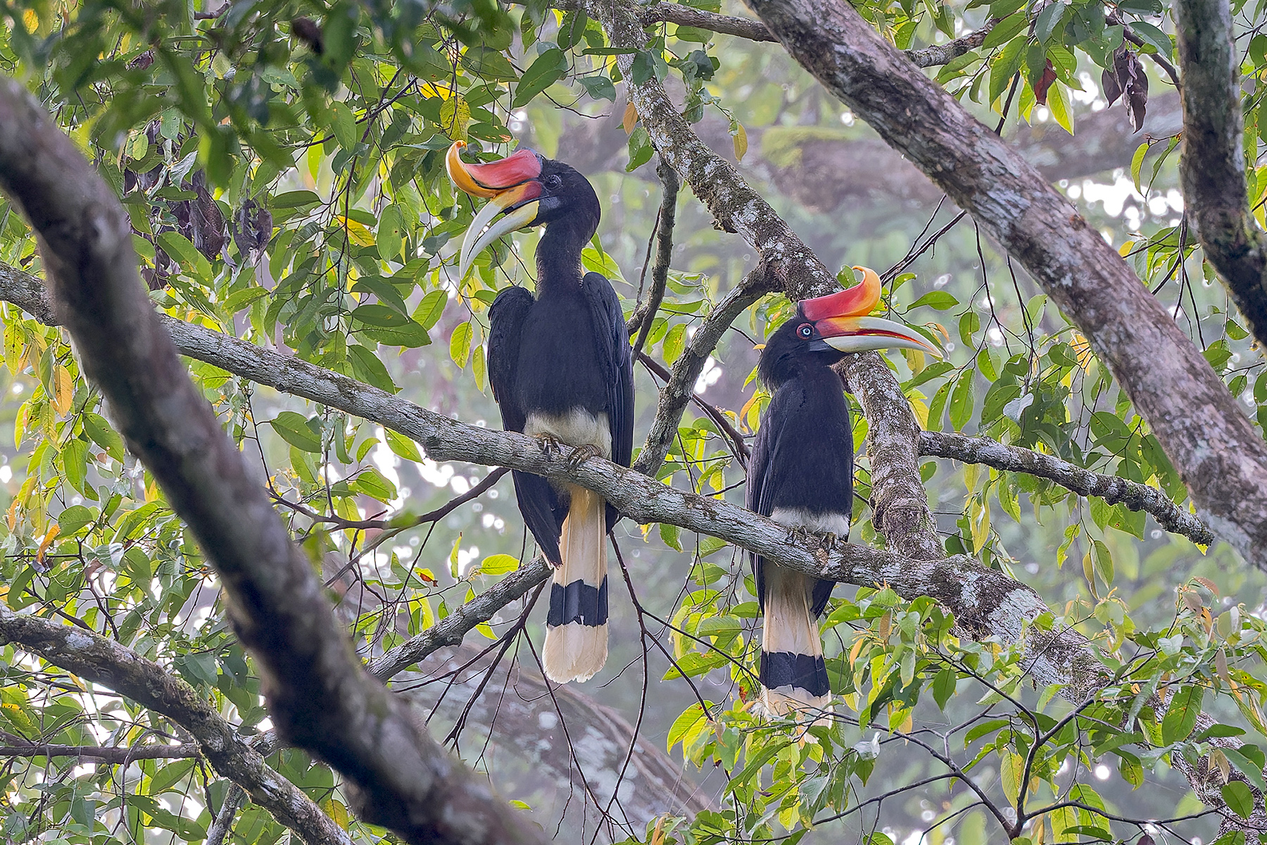 Rhinoceros Hornbills (image by Pete Morris)