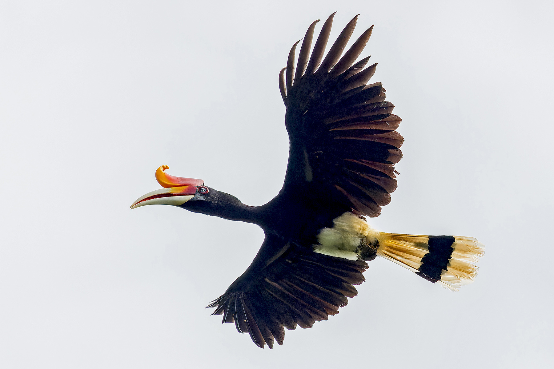 Rhinoceros Hornbill in flight Sabah (image by Pete Morris)