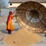 A young woman covers swept rice to protect if from birds and insects (image by Yousuf Tushar)