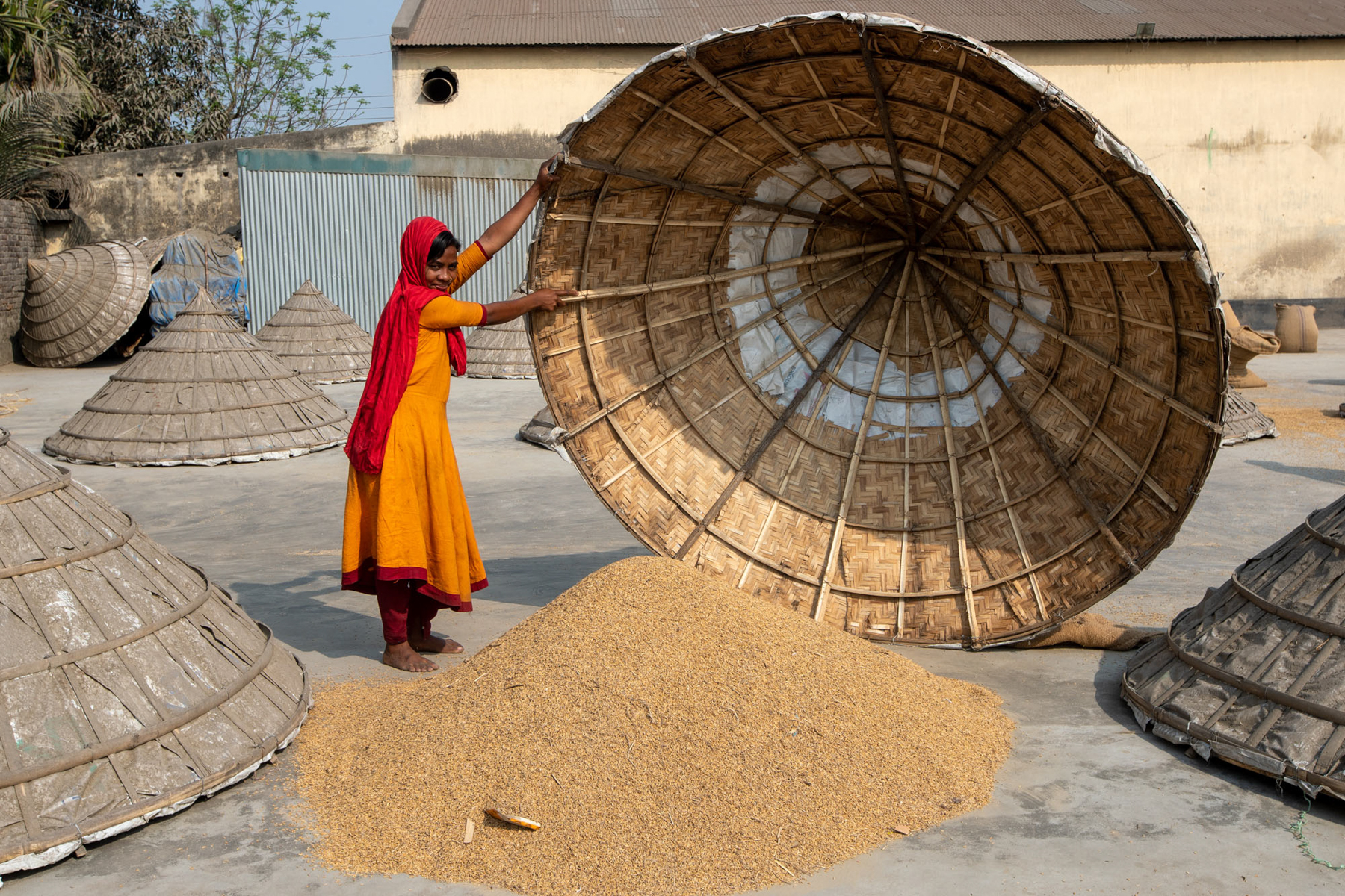 A young woman covers swept rice to protect if from birds and insects (image by Yousuf Tushar)