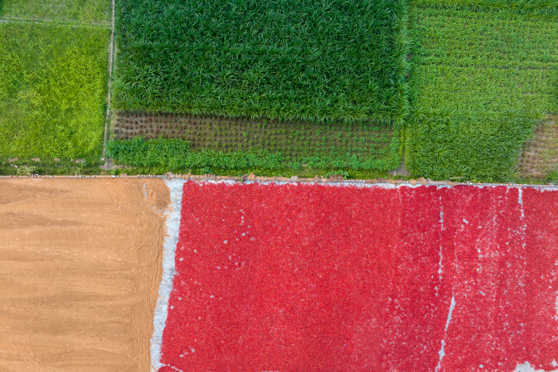 Fields of rice, drying rice and drying chillies. When seen from the air they look like a colourful tapestry (image by Yousuf Tushar)