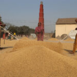 Women working in the rice drying courtyards (image by Yousuf Tushar)