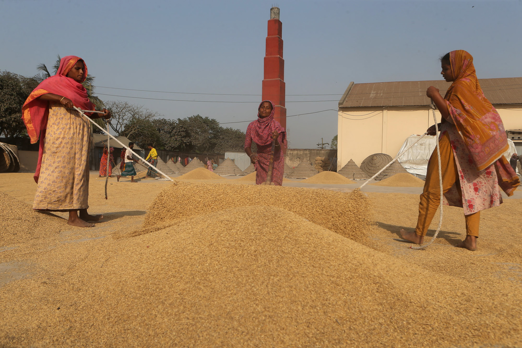 Women working in the rice drying courtyards (image by Yousuf Tushar)