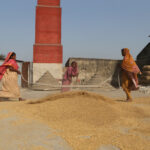 Rice workers hand threshing (image by Yousuf Tushar)