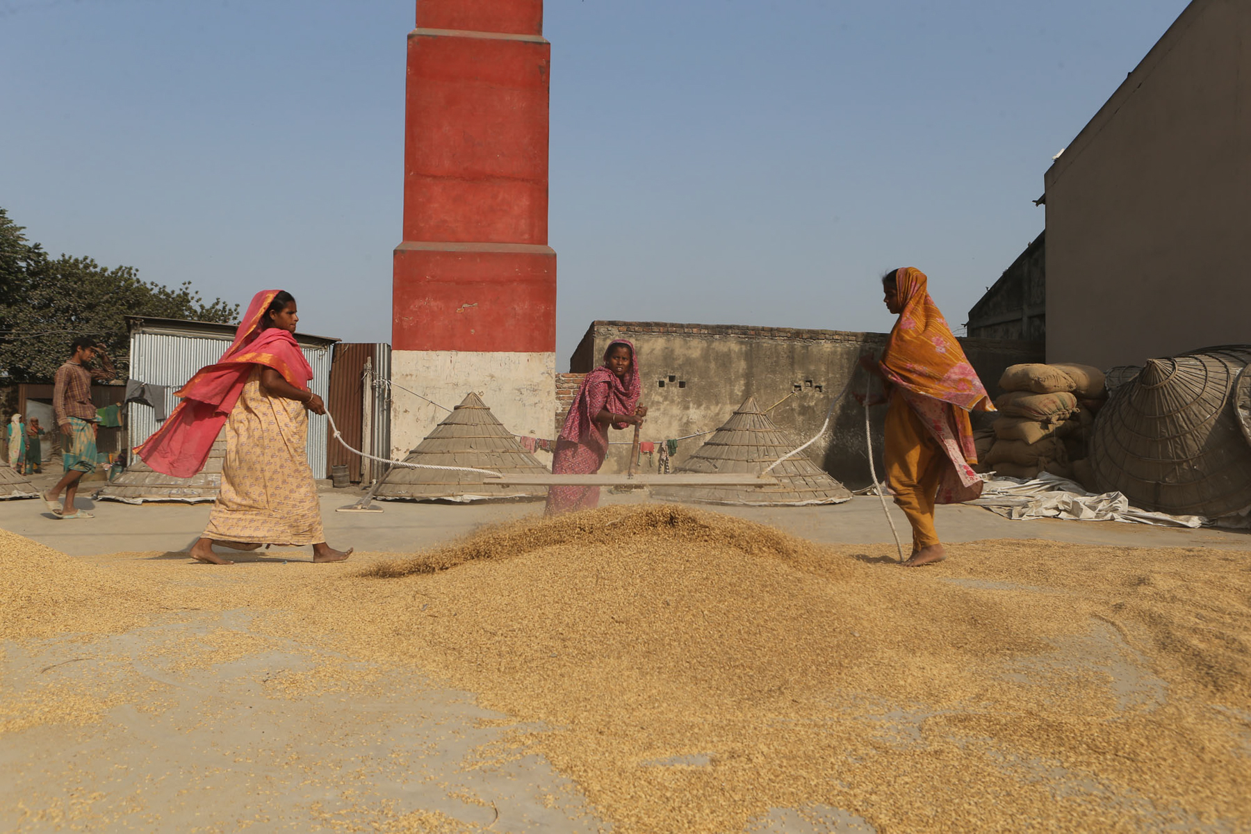 Rice workers hand threshing (image by Yousuf Tushar)