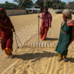 Women work to rake out rice that will dry in the courtyards at the centre of their homes (image by Yousuf Tushar)