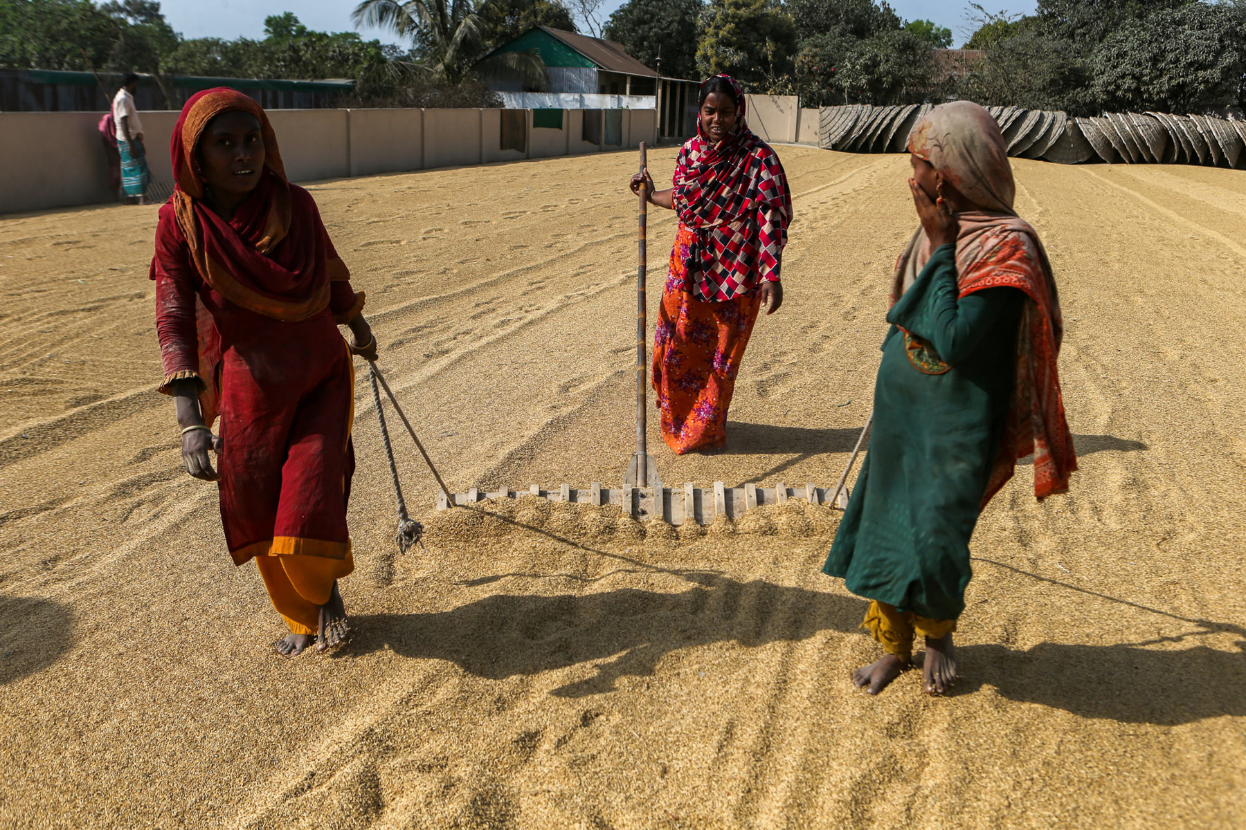 Women work to rake out rice that will dry in the courtyards at the centre of their homes (image by Yousuf Tushar)
