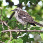 San Cristobal Mockingbird (image by János Oláh)