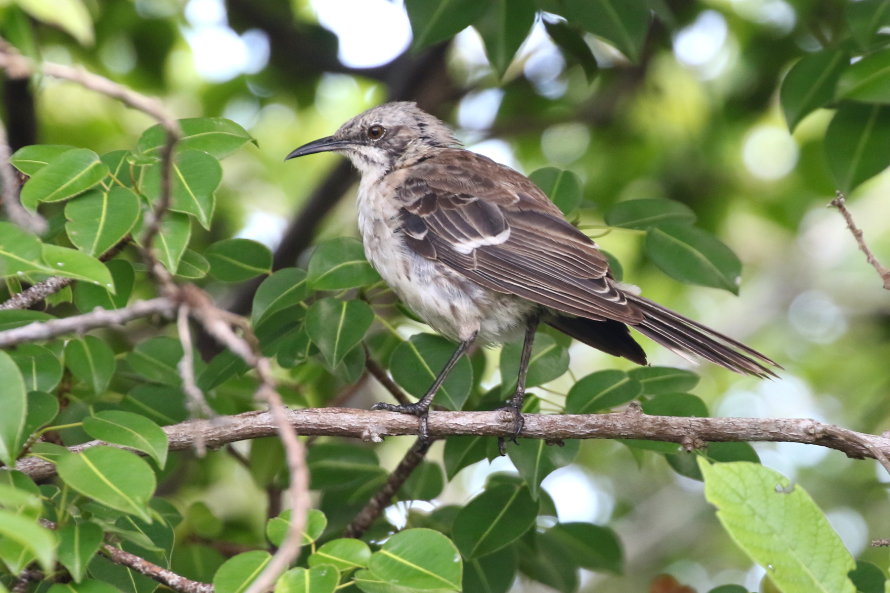 San Cristobal Mockingbird (image by János Oláh)
