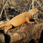 Santa Fe Land Iguana (image by János Oláh)