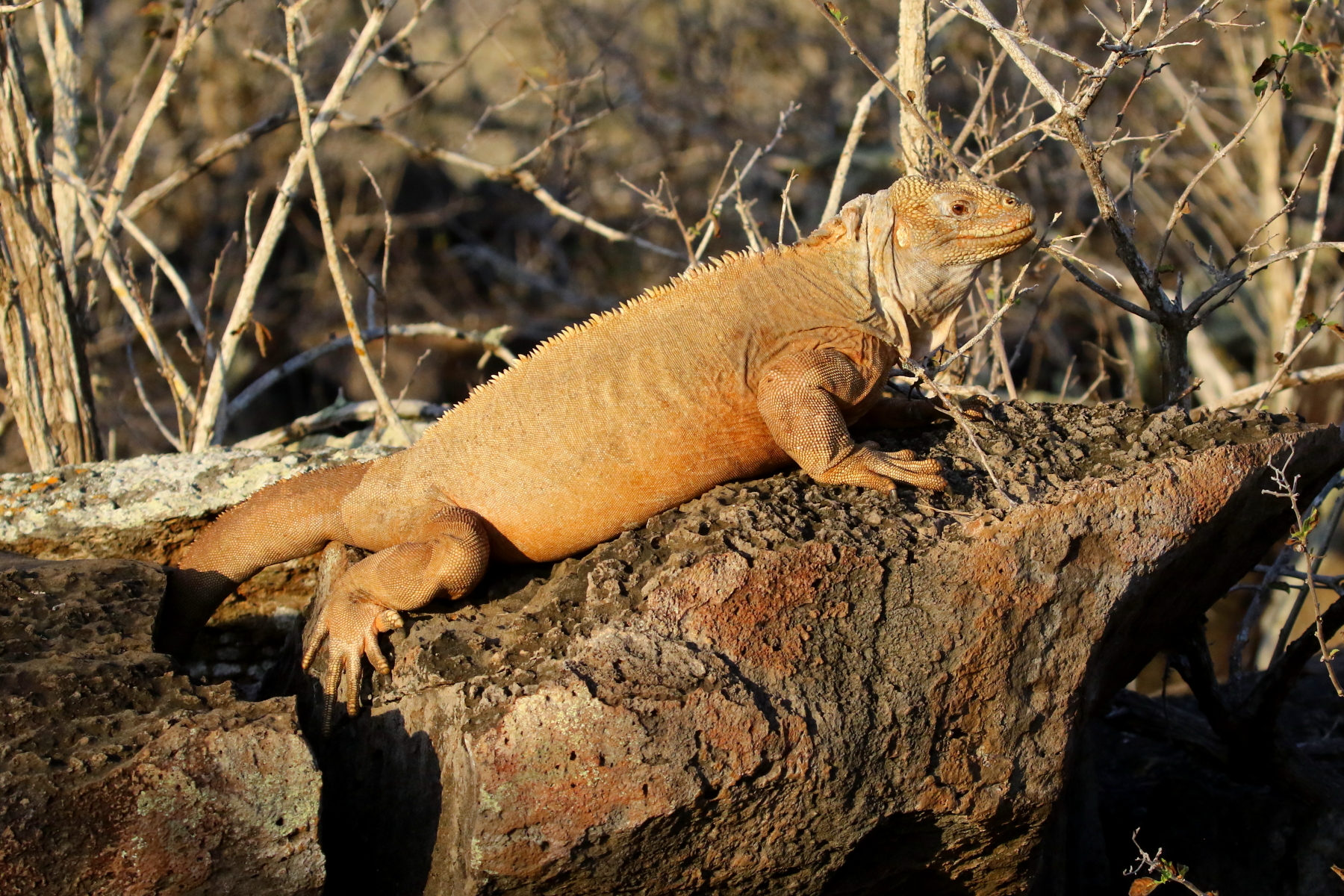 Santa Fe Land Iguana (image by János Oláh)