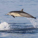 Short-beaked Common Dolphin (image by János Oláh)