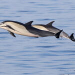 Short-beaked Common Dolphins (image by János Oláh)