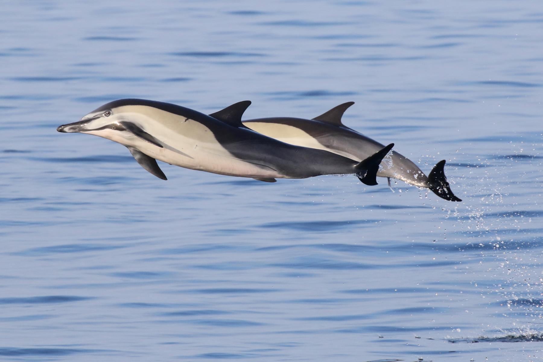 Short-beaked Common Dolphins (image by János Oláh)