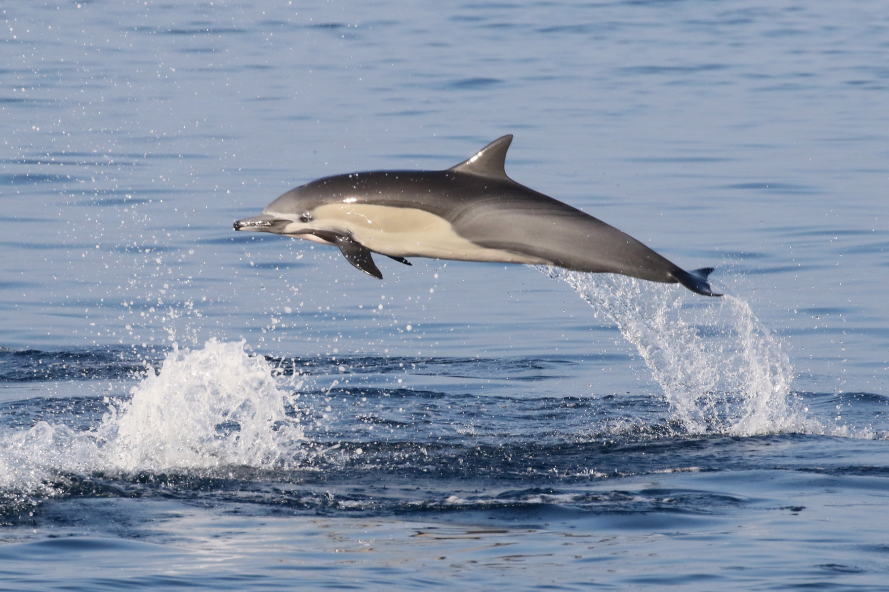 Short-beaked Common Dolphin (image by János Oláh)