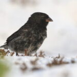 Small Ground Finch (image by János Oláh)