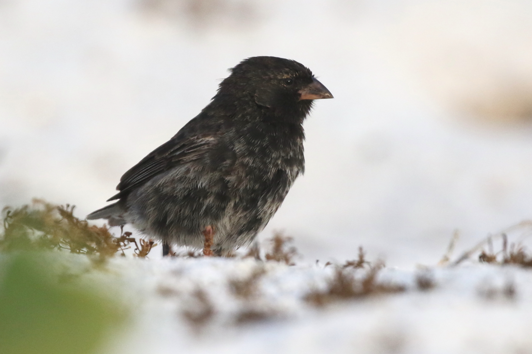 Small Ground Finch (image by János Oláh)