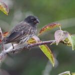 Small Ground Finch (image by János Oláh)