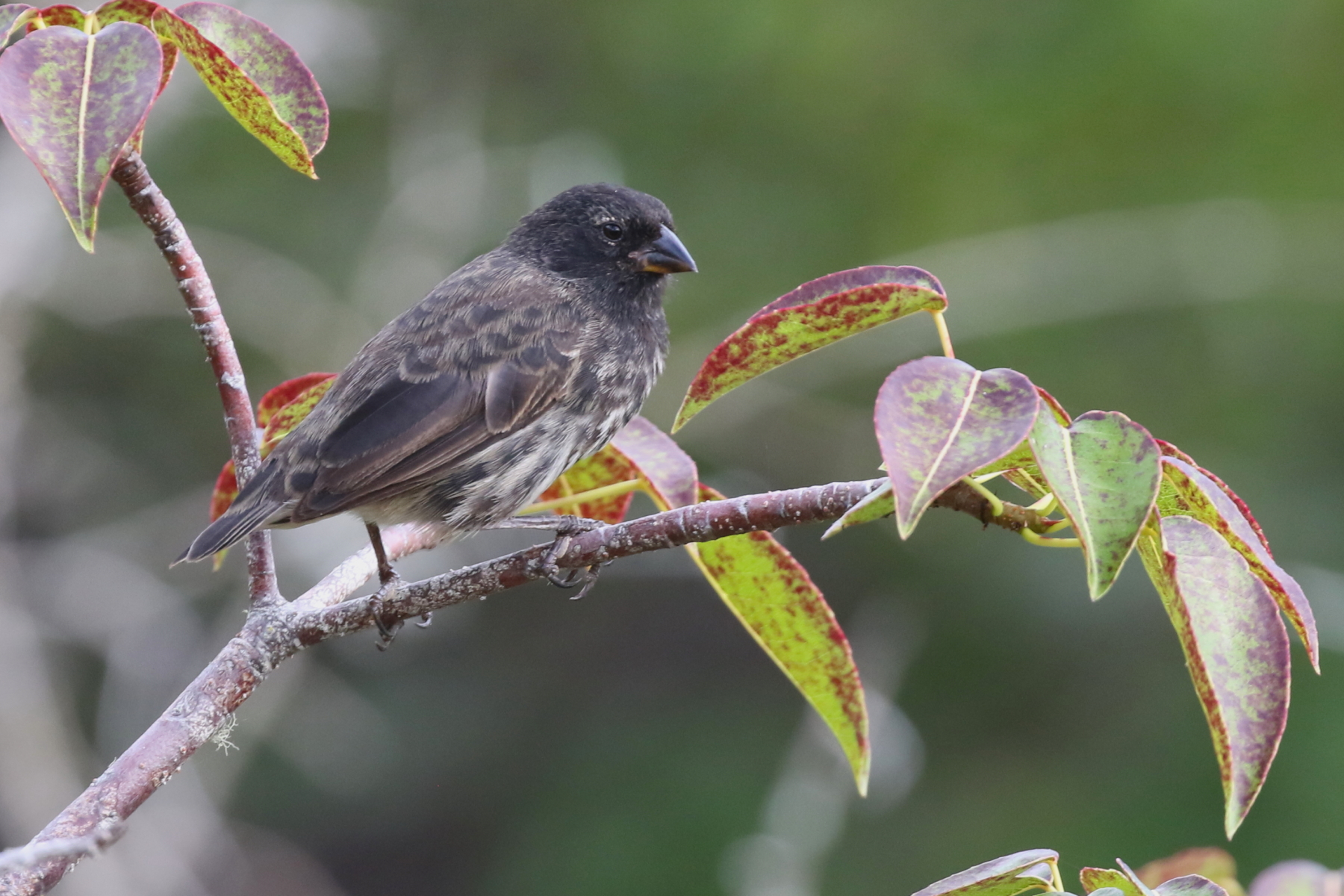 Small Ground Finch (image by János Oláh)