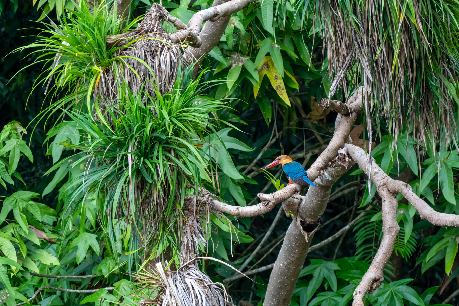 Stork-billed Kingfisher (image by Inger Vandyke)