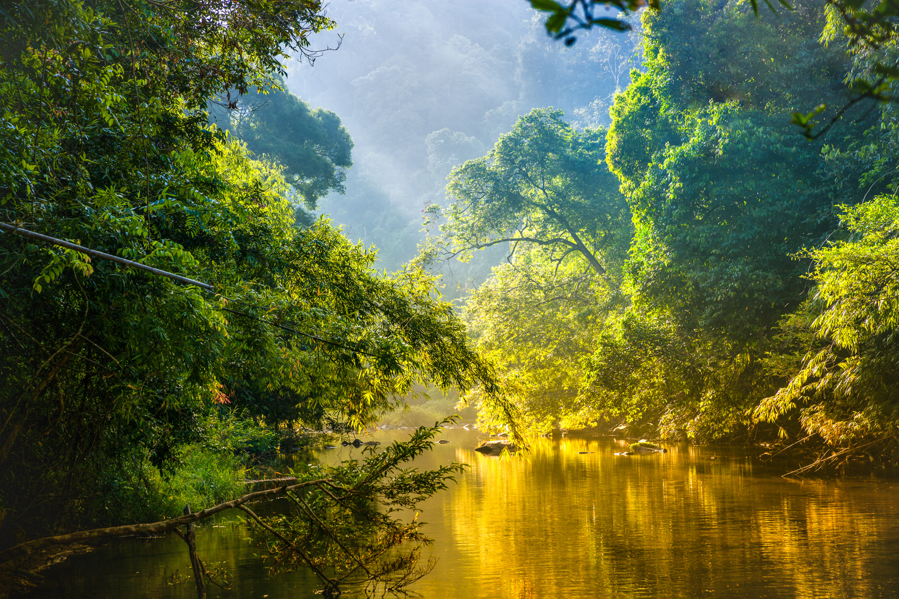 Sun painting golden light on a tributary of the Congo