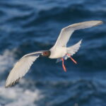 Swallow-tailed Gull (image by János Oláh
