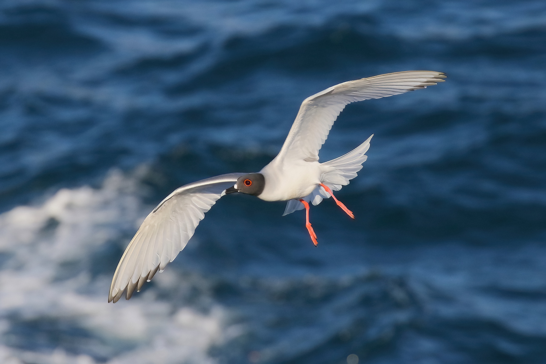Swallow-tailed Gull (image by János Oláh