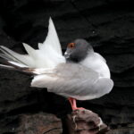 Swallow-tailed Gull (image by János Oláh