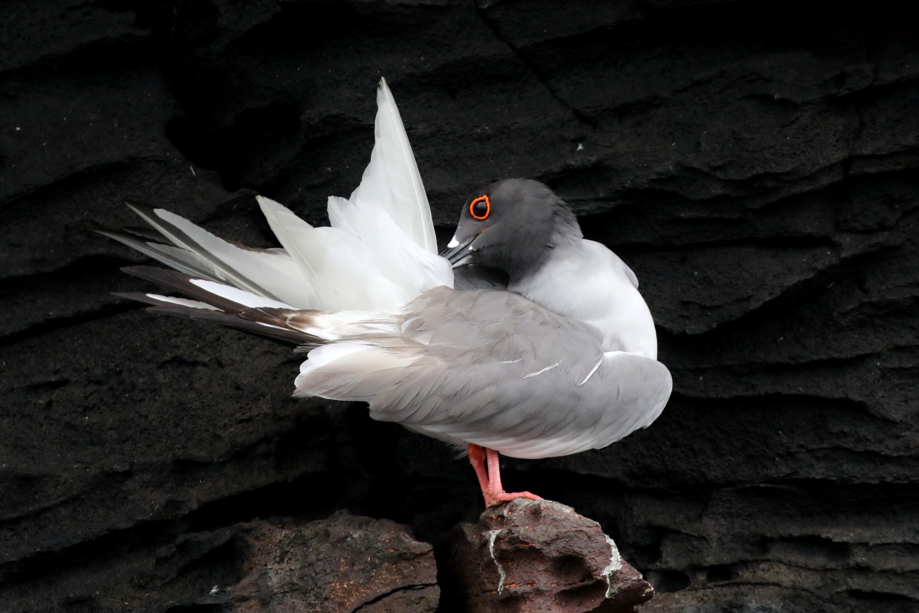 Swallow-tailed Gull (image by János Oláh