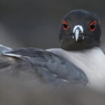 Swallow-tailed Gull (image by János Oláh)
