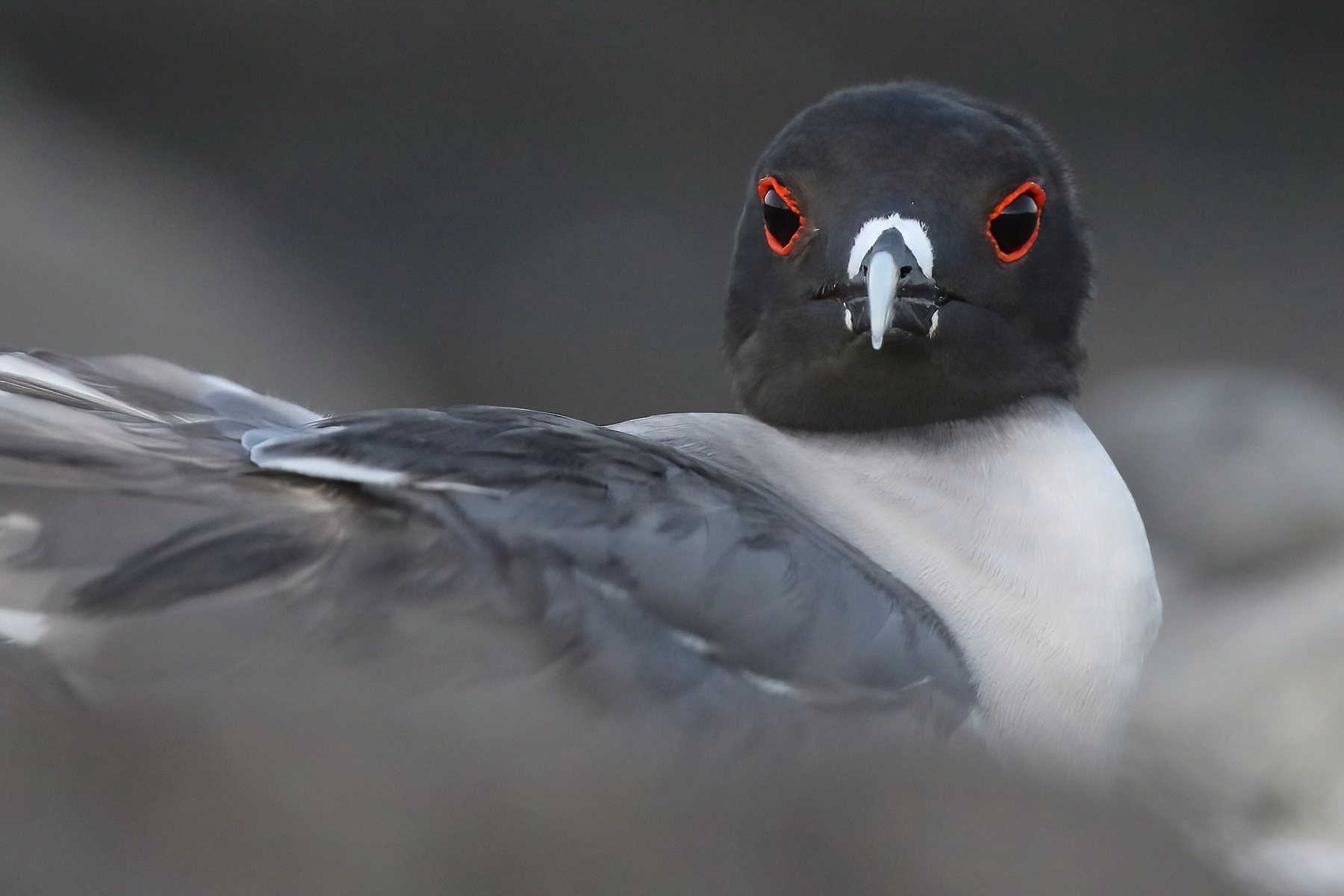 Swallow-tailed Gull (image by János Oláh)