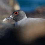 Swallow-tailed Gull (image by János Oláh)