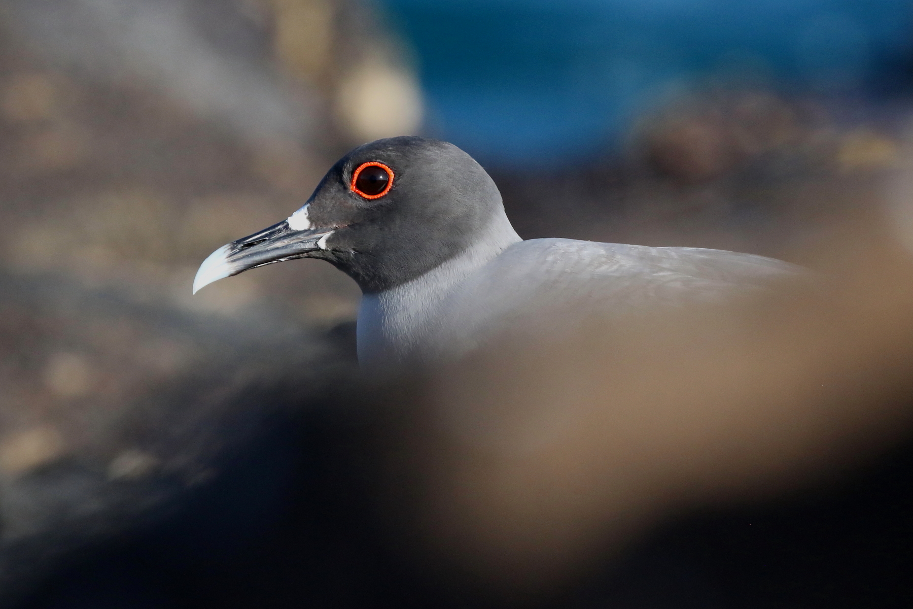 Swallow-tailed Gull (image by János Oláh)