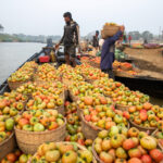 Tomatoes being transported by canoe to the floating market (image by Yousuf Tushar)