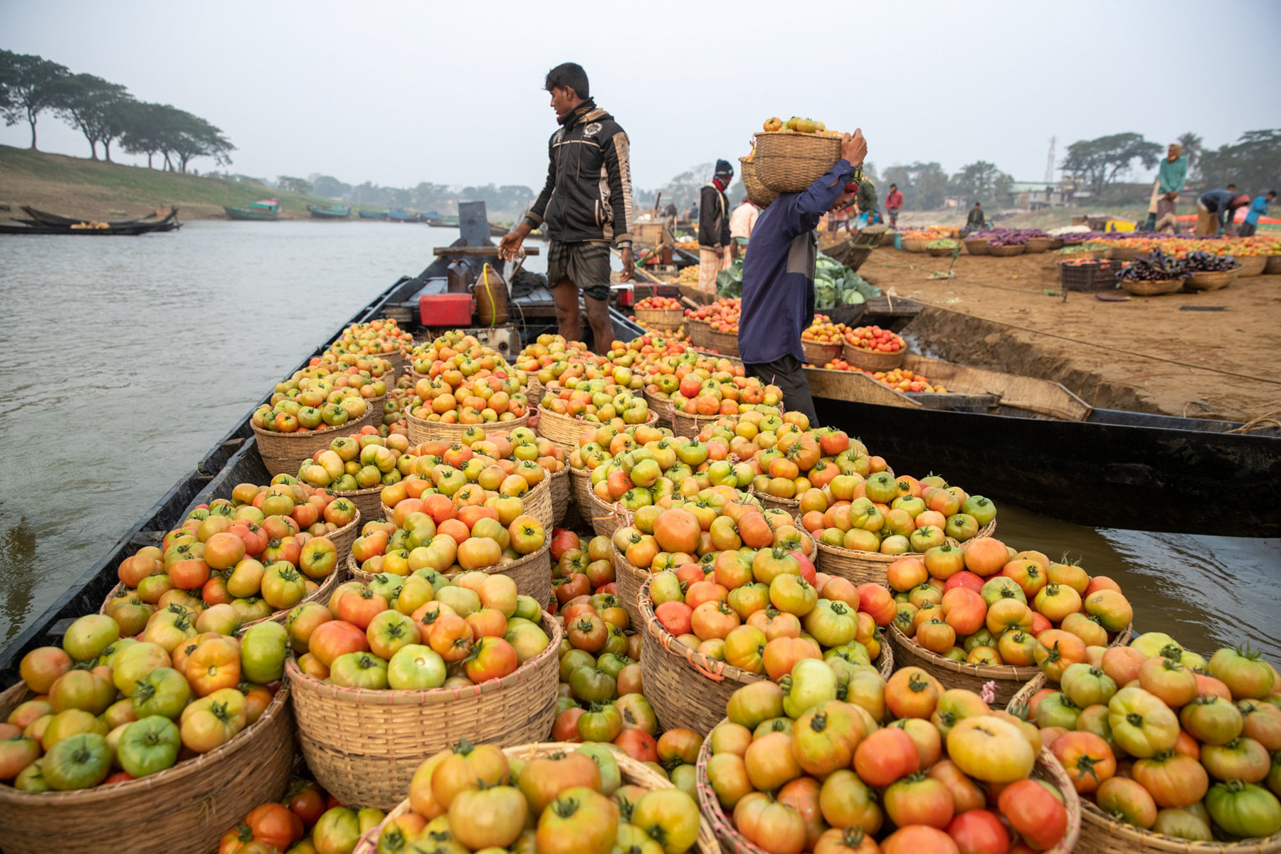 Tomatoes being transported by canoe to the floating market (image by Yousuf Tushar)