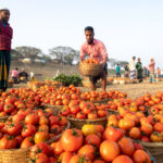 Loading tomatoes at a remote vegetable market (image by Yousuf Tushar)