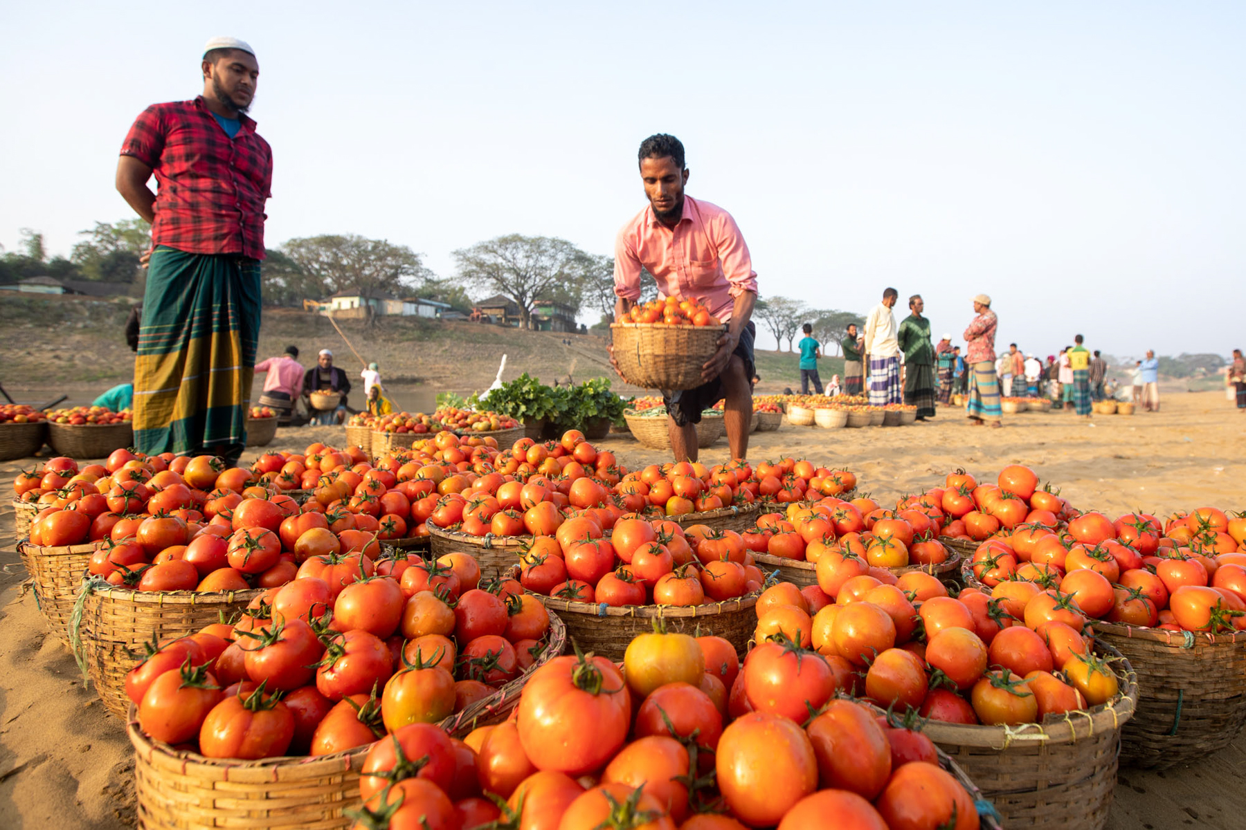 Loading tomatoes at a remote vegetable market (image by Yousuf Tushar)
