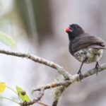 Vegetarian Finch (image by János Oláh)