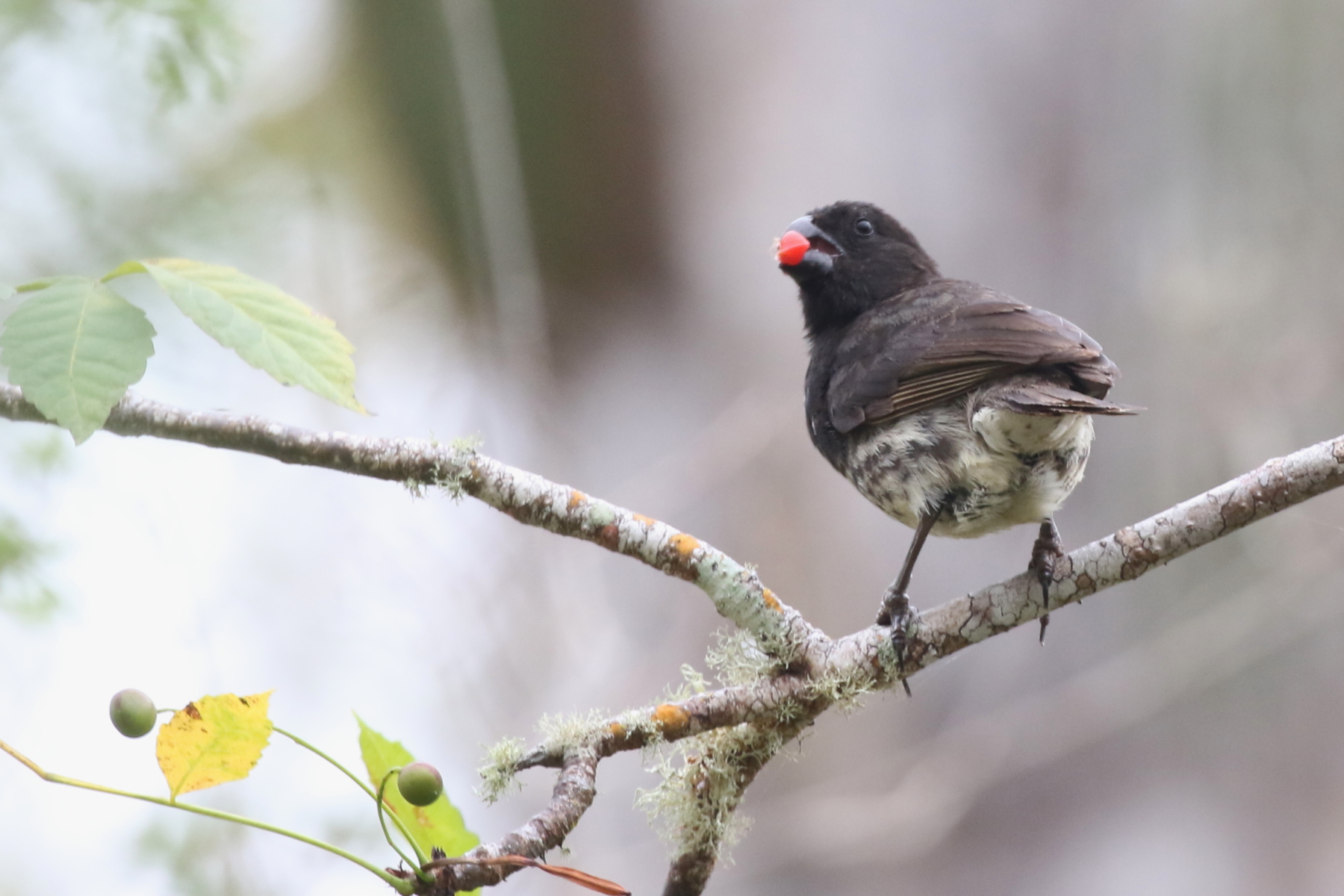 Vegetarian Finch (image by János Oláh)