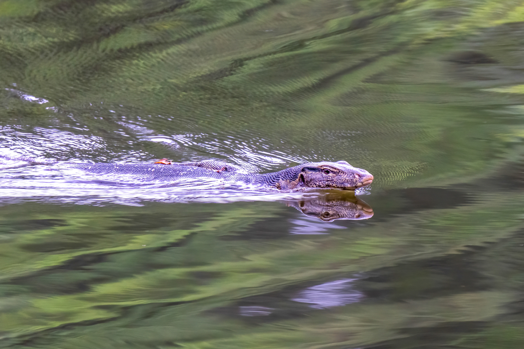 Water Monitor (image by Inger Vandyke)
